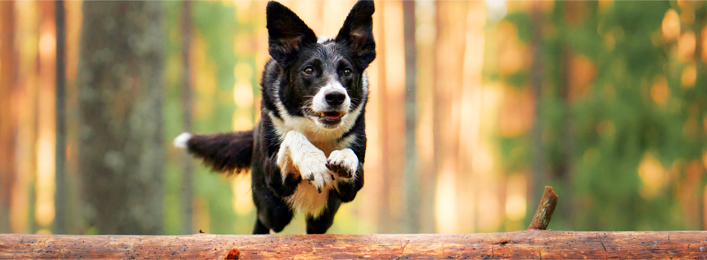 A black-and-white dog leaps over a large tree trunk in a densely wooded forest.