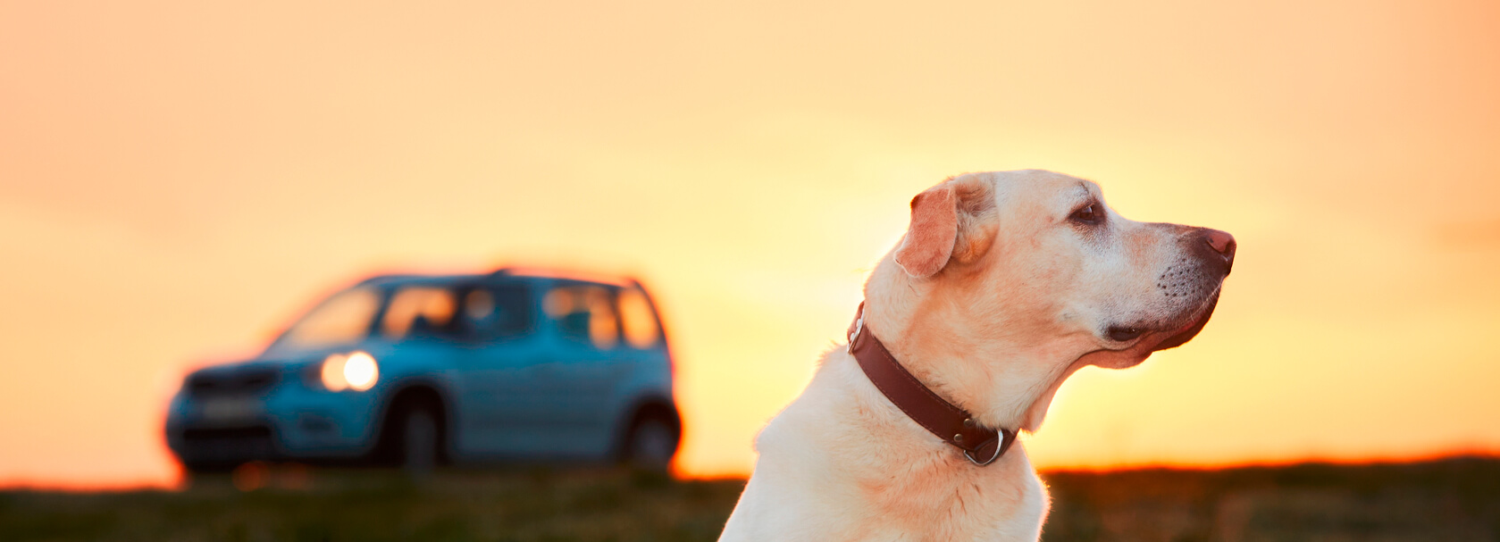 dog and car in the foreground of a sunset