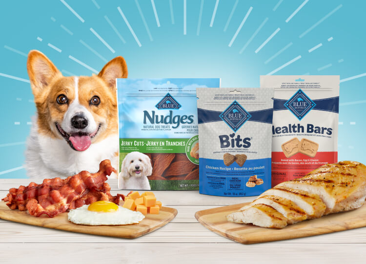 A corgi is next to bags of BLUE Nudges, Bits and Health Bars treats. Bacon, a cooked egg, cheese, and sliced meat are in front of the treats.