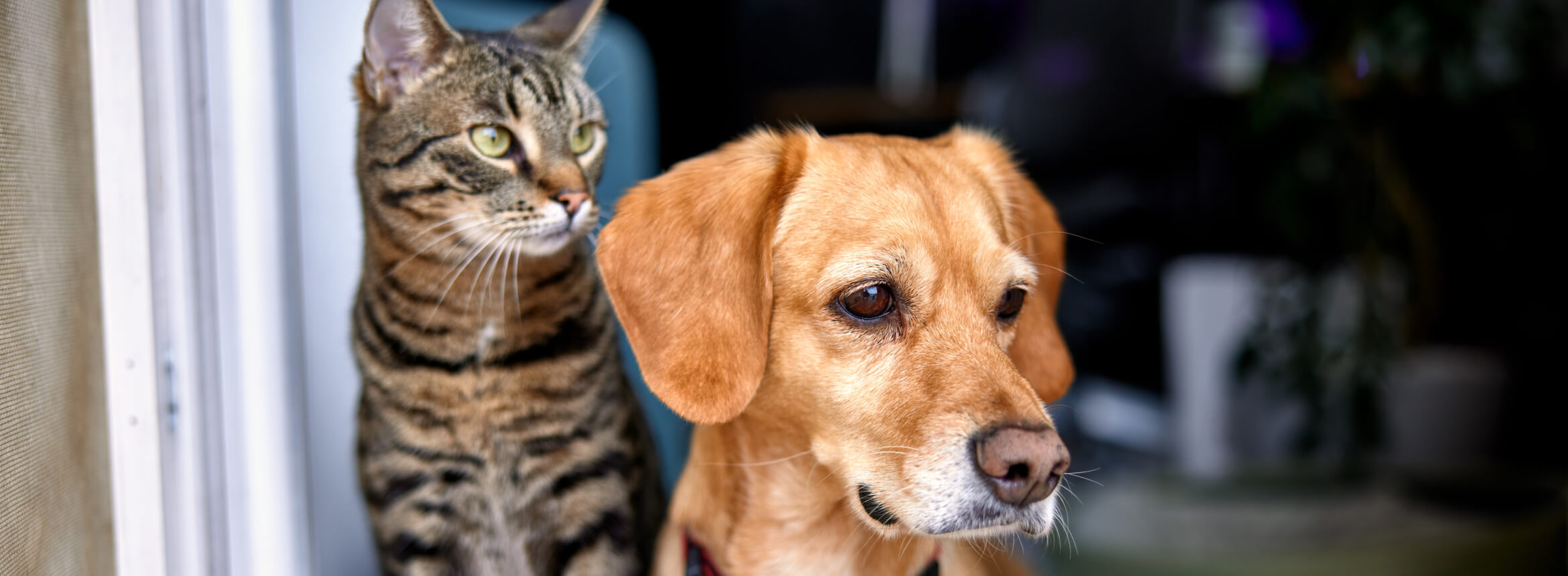 A tabby cat and a tan dog sit indoors, attentively looking out a window together.