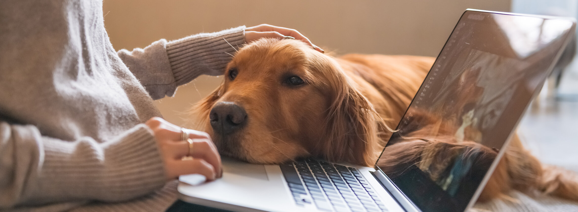 A person works on a laptop as a golden retriever rests its head on the keyboard, enjoying a gentle pat.