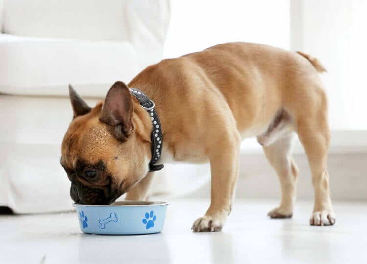 A brown Frenchie is eating their food from a blue bowl with bones and paw prints on it in their living room.