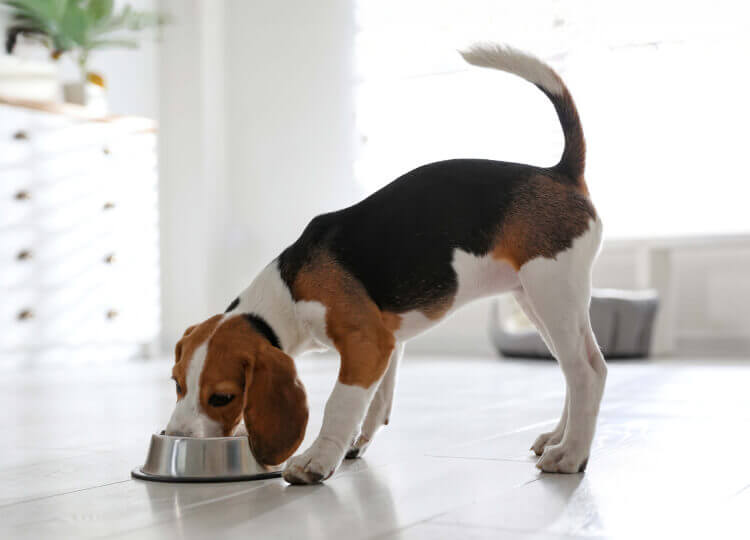 A beagle is eating their food from a metal bowl inside their house.