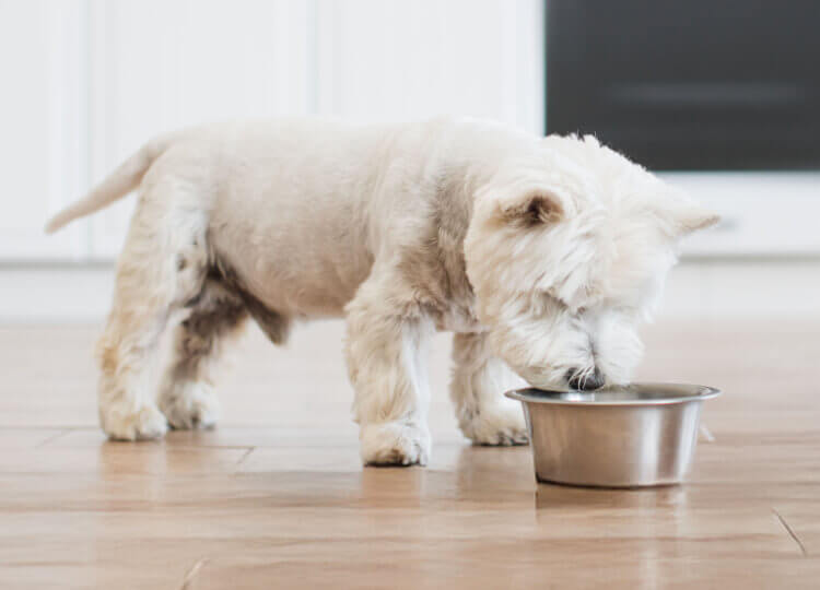 A small and fluffy white dog is eating their food from a metal bowl inside their house.