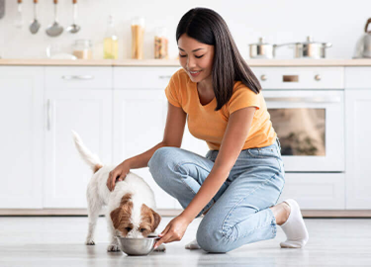 A Pet Parent is smiling while giving her Jack Russell Terrier their food in her kitchen.