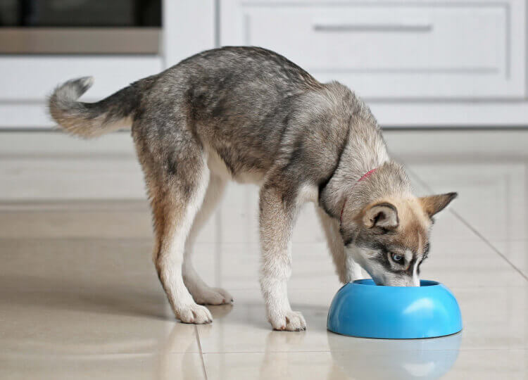 A young husky puppy eating from a dog bowl placed on a tiled floor.