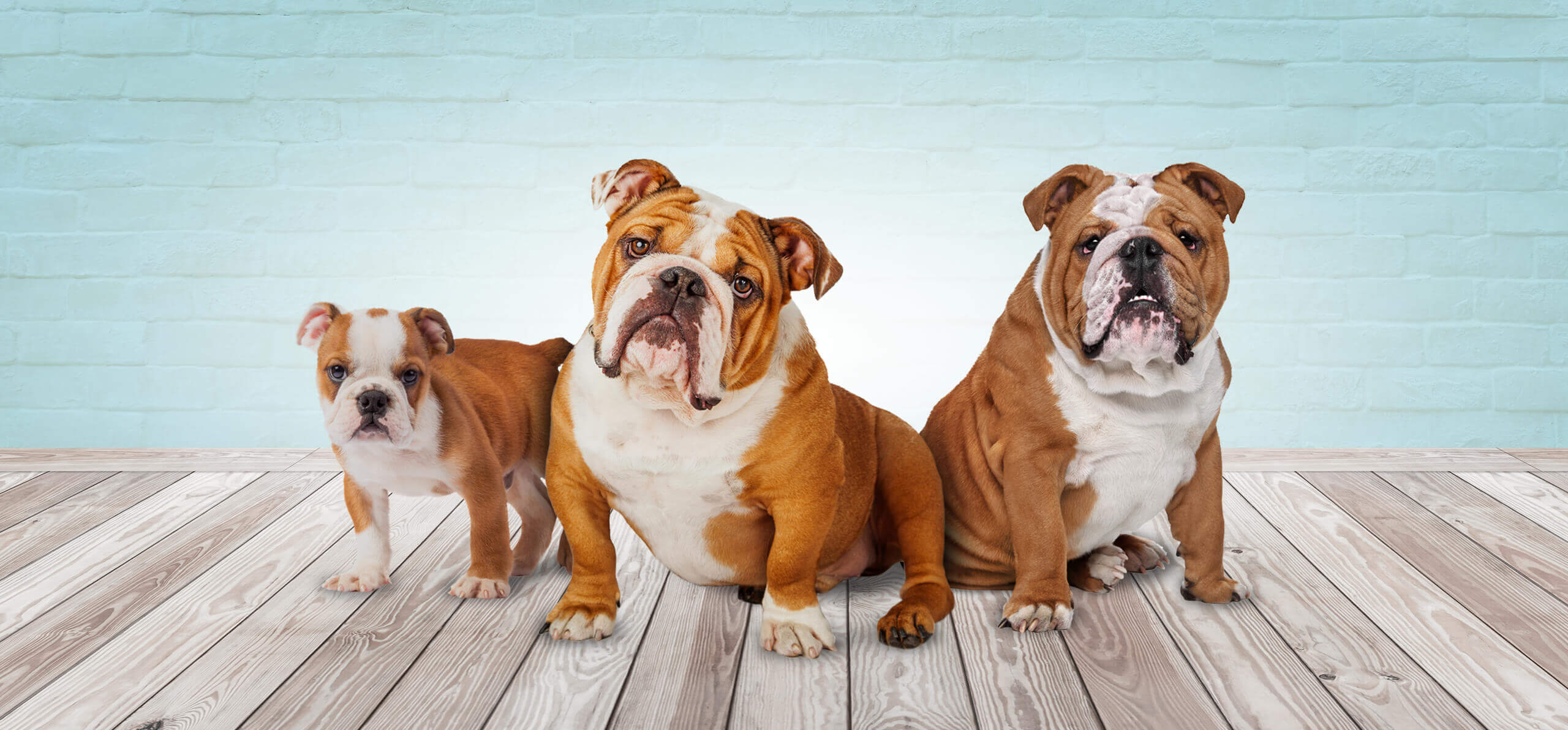 Three brown and white bulldogs sitting on a wooden floor against a light blue brick wall background.