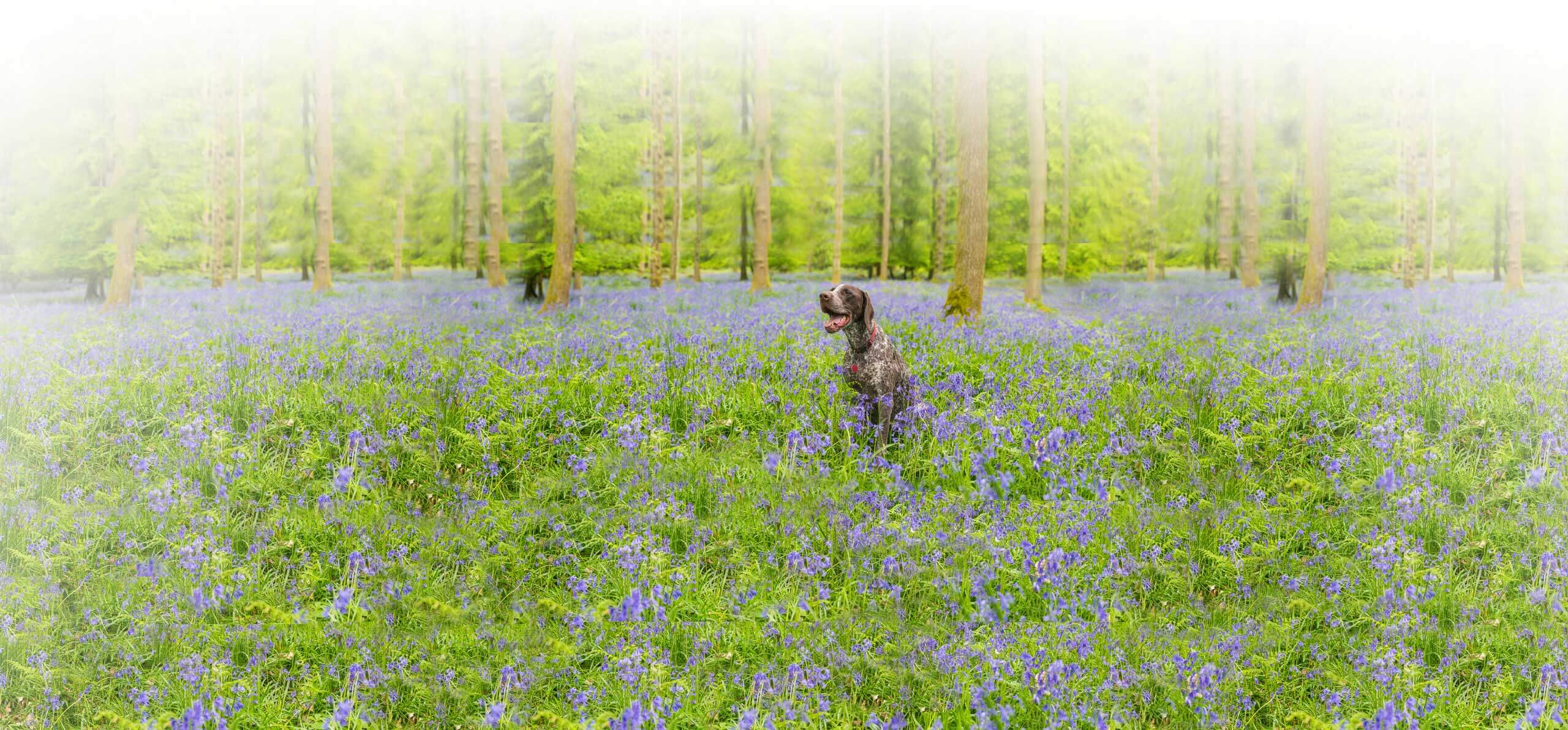 large dog sitting among purple flowers and other foliage
