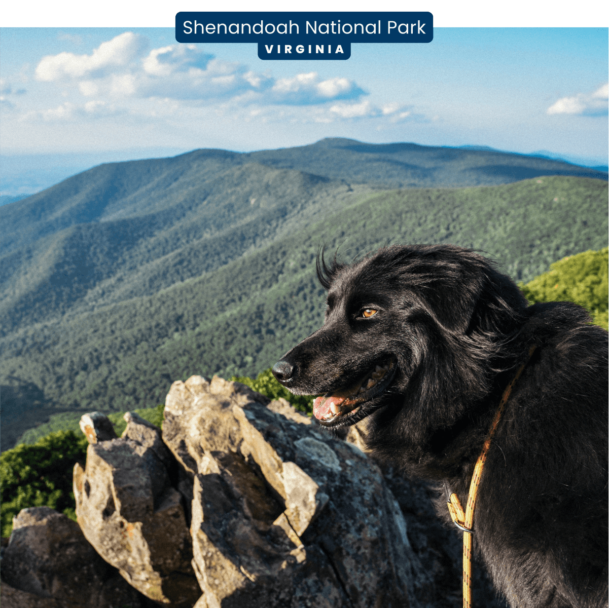 A dog with long, black hair is sitting on a rocky peak looking out at grassy hills in Shenandoah National Park, Virginia.