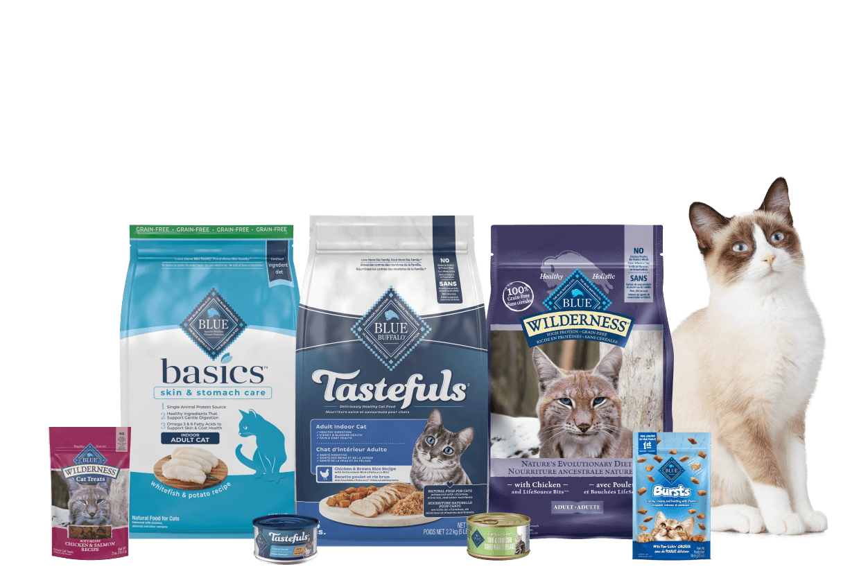 cat with blue buffalo food