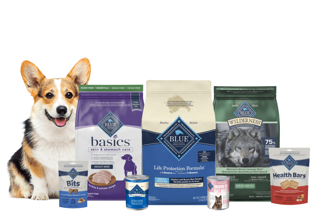 corgi with blue buffalo dog food